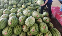 吃瓜品人生,揭秘娱乐圈背后的酸甜苦辣