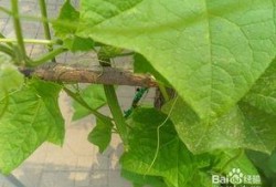 怎么吃棱瓜,解锁健康美味的吃法秘诀