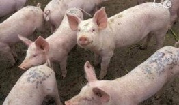 养猪吃瓜直播火了,网络新潮流下的趣味农业直播现象