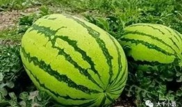 李智杰吃瓜,揭秘娱乐圈幕后故事
