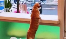 家人吵架猫咪吃瓜,见证家人吵架现场