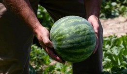 最新吃瓜.中国,吃瓜群众热议不断