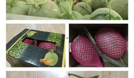 哈密姑娘吃哈密瓜,哈密姑娘与甜蜜哈密瓜的甜蜜邂逅