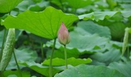 小西湖吃瓜视频,揭秘网红美食背后的故事
