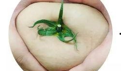 angel吃瓜,揭秘娱乐圈吃瓜背后的真相