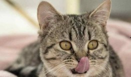 猫咪不会吃瓜,揭秘为何它们不会吃瓜