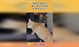 家人吵架猫咪吃瓜,见证家人吵架现场