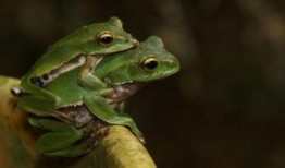 卖青蛙的吃瓜,揭秘卖青蛙背后的吃瓜故事