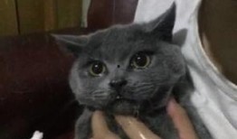 猫咪不会吃瓜,揭秘为何它们不会吃瓜