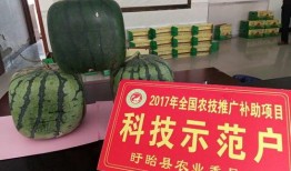 佛牛瓜怎么吃,探索美味与健康的完美结合
