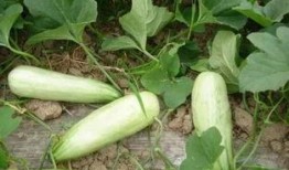 旅游全程吃酥瓜,全程尽享酥瓜美味之旅