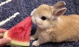 兔子直播吃瓜,趣味横生的直播盛宴