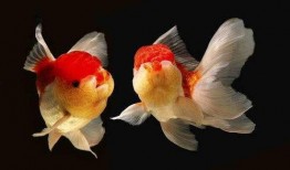 给金鱼吃哈密瓜,哈密瓜成为新宠