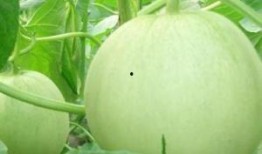 孕妇可以吃黄河瓜吗,孕妇适宜食用黄河瓜的益处与注意事项