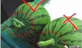 半夜吃瓜的危害,揭秘熬夜追剧的五大隐患