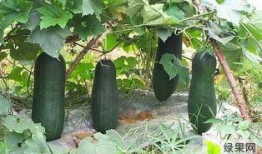 金乡吃瓜视频,揭秘乡村生活趣味瞬间