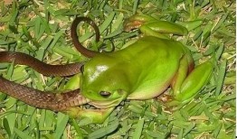 卖青蛙的吃瓜,揭秘卖青蛙背后的吃瓜故事