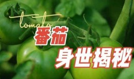 冬至快乐吃瓜吃不停,瓜果飘香，共享欢乐时光