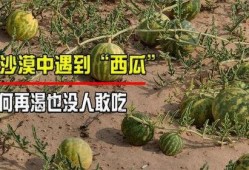 沙漠之瓜怎么吃,探索美味与营养的完美融合