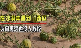 沙漠之瓜怎么吃,探索美味与营养的完美融合