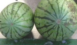 西安广告圈吃瓜,揭秘幕后“吃瓜”大事件