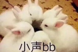 小花兔吃佛手瓜,小花兔的佛手瓜美食之旅