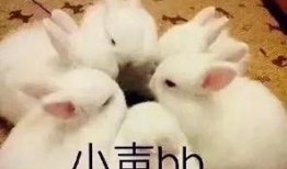 小花兔吃佛手瓜,小花兔的佛手瓜美食之旅