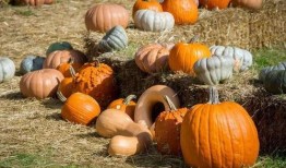 一个小小的吃瓜群众是谁,网络红人的崛起之路