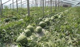 青岛群众吃瓜视频,欢乐氛围，共享夏日时光