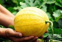 孕妇可以吃黄河瓜吗,孕妇适宜食用黄河瓜的益处与注意事项