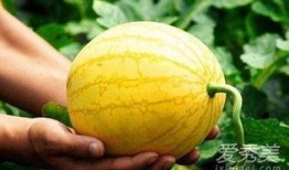 孕妇可以吃黄河瓜吗,孕妇适宜食用黄河瓜的益处与注意事项