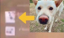 心机狗吃瓜头像,一场关于真相与误解的较量