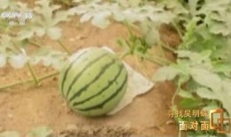 最新吃瓜.中国,吃瓜群众热议不断