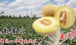 吃蜜瓜逛景区,畅游景区尽享甜蜜时光