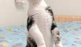 猫咪不会吃瓜,揭秘为何它们不会吃瓜