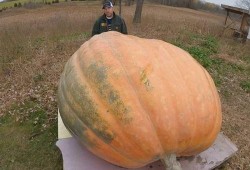 可以吃大瓜吗,揭秘“吃大瓜”背后的娱乐真相与网络文化现象