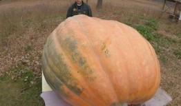可以吃大瓜吗,揭秘“吃大瓜”背后的娱乐真相与网络文化现象