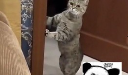 家人吵架猫咪吃瓜,见证家人吵架现场