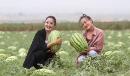 吸引吃瓜,那些年我们一起吃过的瓜