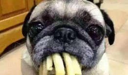 心机狗吃瓜头像,一场关于真相与误解的较量