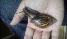 可以吃瓜吗蜗牛,探寻“吃瓜”与蜗牛的奇妙邂逅