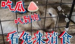 兔子直播吃瓜,趣味横生的直播盛宴