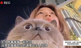 猫咪吃瓜配音,猫咪配音趣味横生