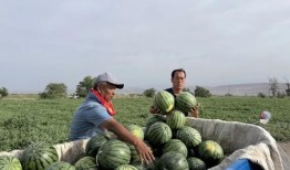 金乡最新吃瓜,最新吃瓜事件揭秘