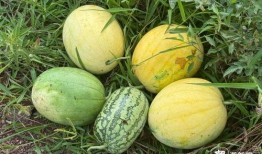 吃锥子的瓜,揭秘吃锥子瓜的独特风味