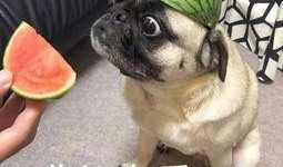 如何打断吃瓜的人,巧妙打断吃瓜人生的实用技巧