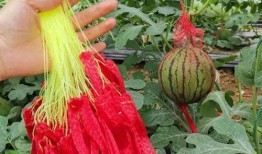 带你吃大瓜作品,带你领略“带你吃大瓜”背后的精彩故事