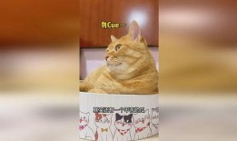 猫吃瓜声控,声控猫吃瓜大揭秘
