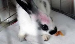 小花兔吃佛手瓜,小花兔的佛手瓜美食之旅