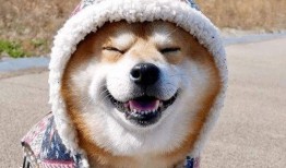 心机狗吃瓜头像,一场关于真相与误解的较量